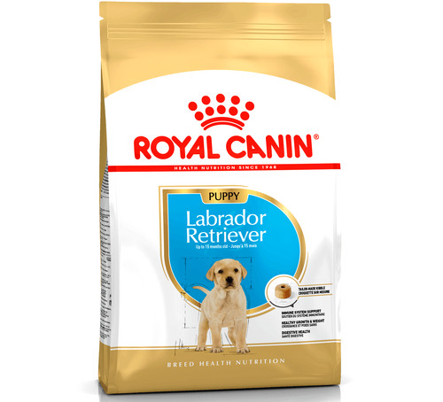 Labrador retriever puppy - labrador,