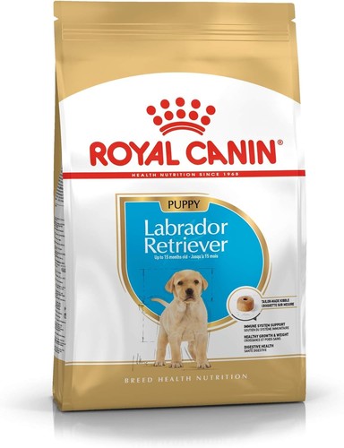 Labrador retriever puppy - retriever, dry